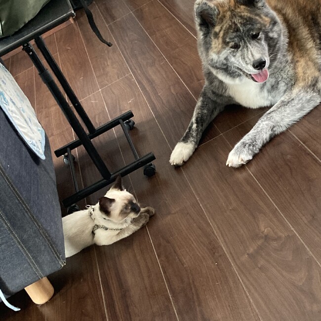 みーご^ ^のカバー写真