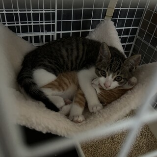 大人しい茶白くんと、ヤンチャなサバ白くんです