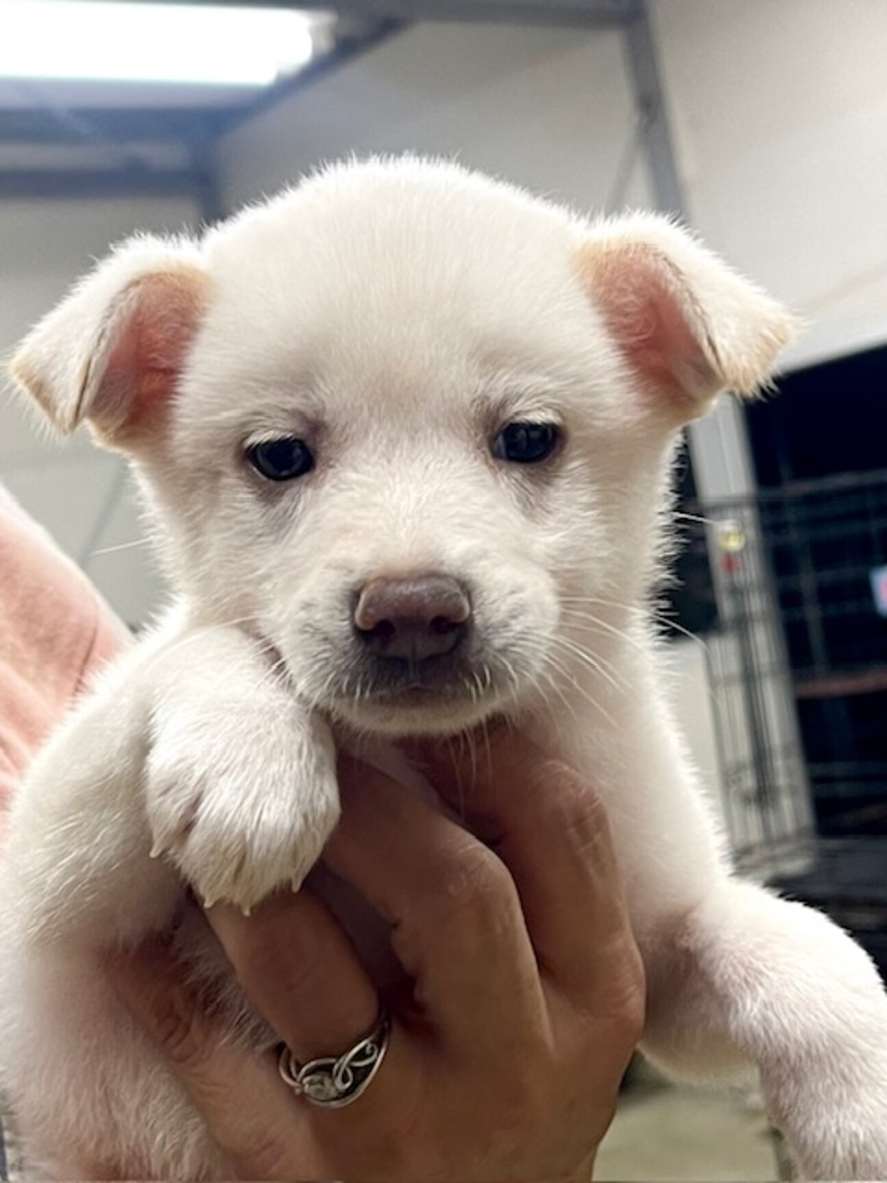 24-M224 ころころ」滋賀県 - 犬の里親募集(501744) :: ペットの