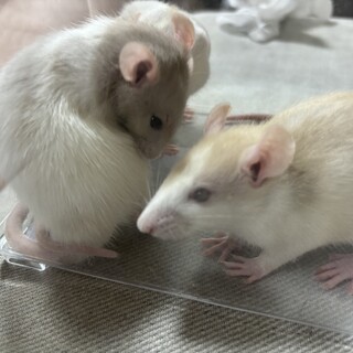 募集終了します