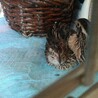 うずらとも