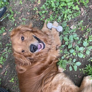 ゴールデンレトリバー男の子５歳名前　チビ