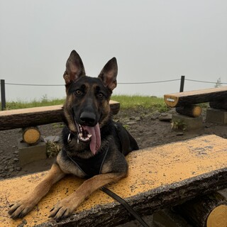 ジャーマンシェパード1歳半メス