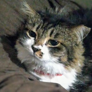 大人しく穏やかな長毛女の子☆恵(けい)ちゃん