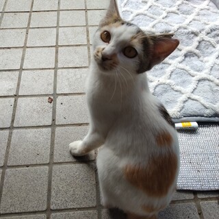 家猫になりたいメス猫の里親募集！