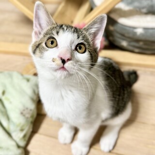 甘えん坊なワンパク子猫ショートくん
