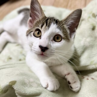 人馴れ満点！やんちゃ子猫デクくん