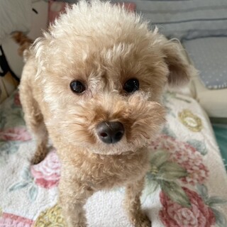 つぶらな瞳の心優しいトイプの女の子！