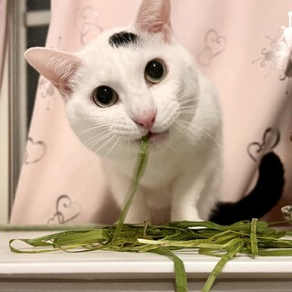 人が大好き！べったり甘えん坊のサファイアくん