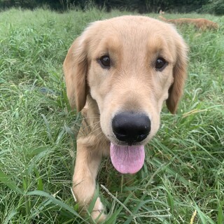 ゴールデンレトリバー男の子9ヶ月