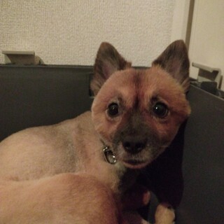 まいもちゃんの家族募集【筑紫野市譲渡会】