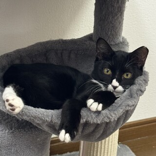 猫にも人にも甘えん坊の女の子