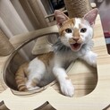 人、猫大好き！4ヶ月の男の子