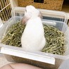 のあちZ8