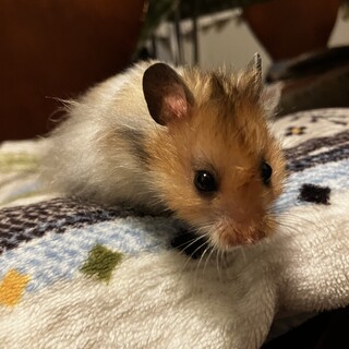 ゴールデンハムスター 男の子 長毛
