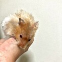 ゴールデンハムスター 男の子 長毛 アルビノ