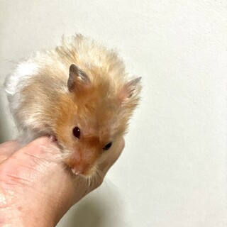ゴールデンハムスター 男の子 長毛 アルビノ