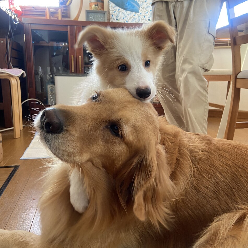 リーバイのカバー写真