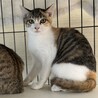 【10/20晴海】家猫修行中！三毛＆麦わらペア サムネイル2