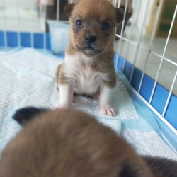 「空家の兄弟 ポン太君」サムネイル2