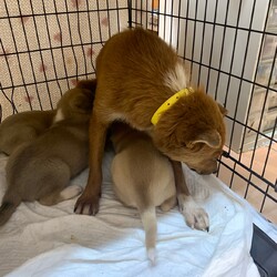 「空家のお母さん犬」サムネイル2