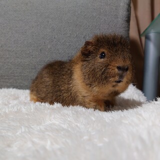 オス2匹 メス2匹 里親募集