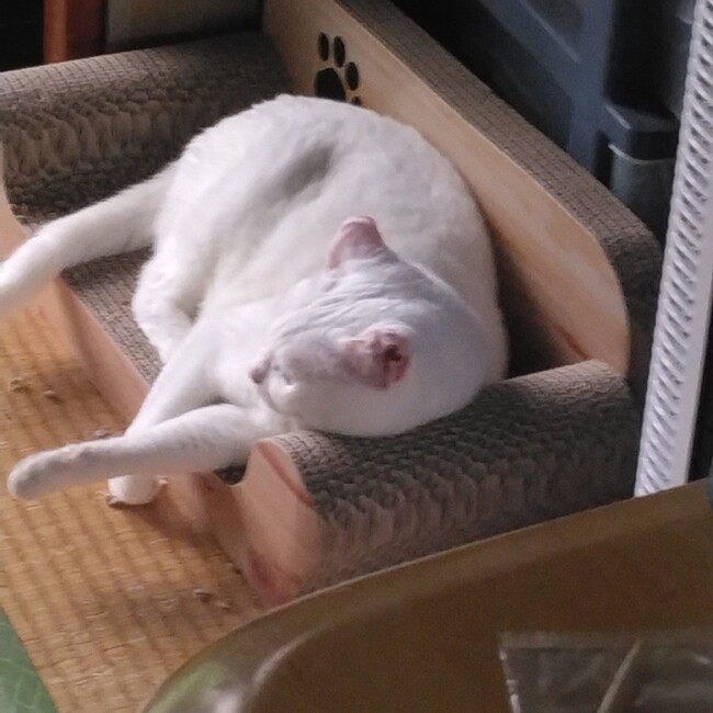 白髪童子のカバー写真