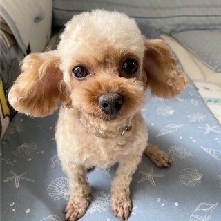 しっぽフリフリ、笑顔いっぱいの明るい女の子！