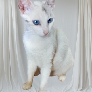 避妊手術済み青い目の猫