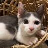ゴロゴロ大音量の甘えん坊♡はな丸君 サムネイル2