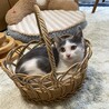 ゴロゴロ大音量の甘えん坊♡はな丸君 サムネイル4