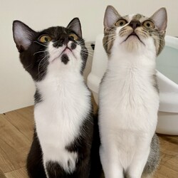 猫と遊べる譲渡会 サムネイル3