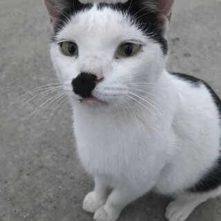 雑種の雄おとなしいです