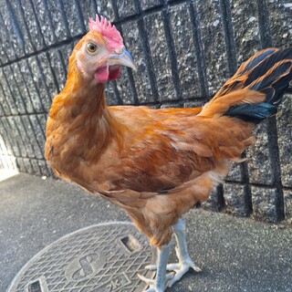 ニワトリ 名古屋コーチン ♂5ヶ月(5ヶ月)