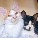 可愛い兄弟猫くん
