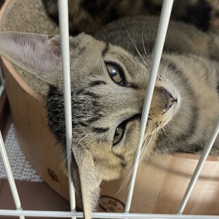 ５兄妹♪ 生後４ヶ月の元気な子猫ちゃん♩