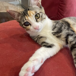 ５兄妹♪ 元気な三毛猫ちゃん 