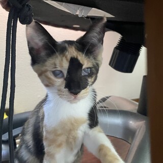 ５兄妹♪ 人懐こい三毛猫ちゃん 