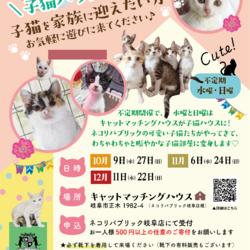 キャットマッチングハウスが子猫ハウスに！触れ合いができます