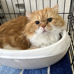 ねこのWa猫譲渡会