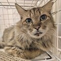 本当は甘えたかったレイちゃん
