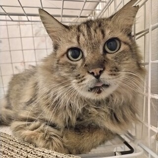 本当は甘えたかったレイちゃん