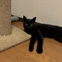 2歳の黒猫