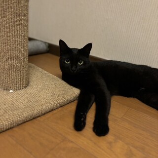 2歳の黒猫