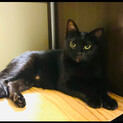 3歳の黒猫