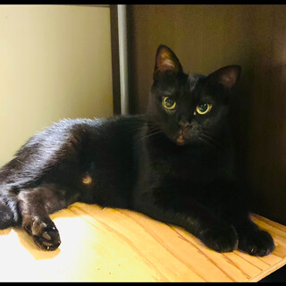3歳の黒猫