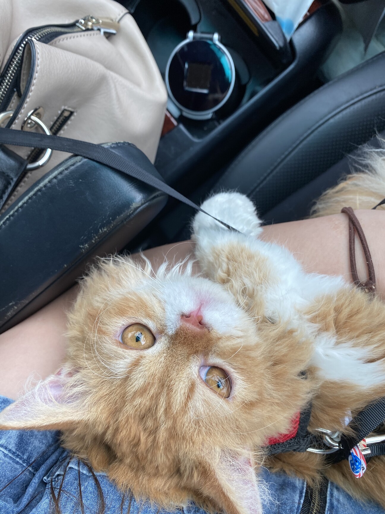 動物セル画 角川の集める図鑑GET! 動物 | 小菅 正夫, 天野 雅男 |本 | 通販 | Amazon