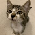 やんちゃで元気いっぱいキジニャン男の子！