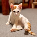 べったり可愛い甘えん坊3か月（糸島市）