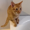 推定7ヶ月 とってもやんちゃな「たまお」くん☺︎